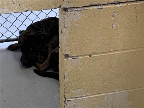 Photo of Cinnamon Roll, adoptable Catahoula Leopard Dog in Tulsa, Oklahoma