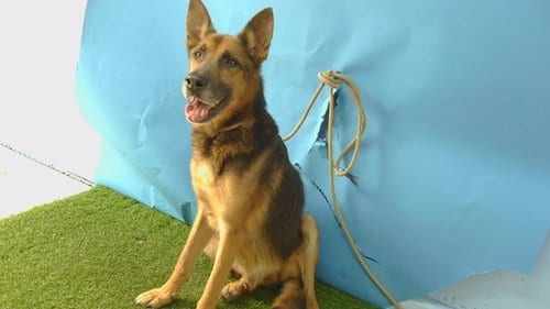 Photo of Simon, adoptable German Shepherd Dog in Gardena, California