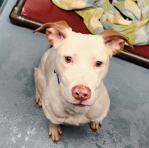 Photo of Chico, adoptable Staffordshire Bull Terrier in Houston, Texas