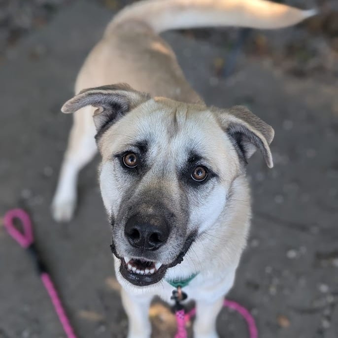 Photo of Ed, adoptable Mixed Breed (Large) in West Olive, Michigan
