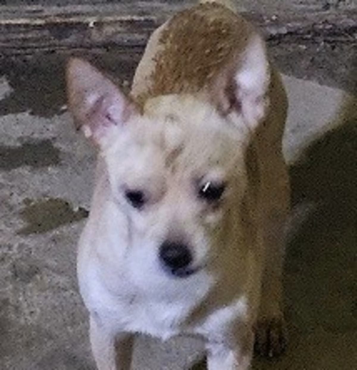Photo of Oscar, adoptable Chihuahua in Gretna, Florida