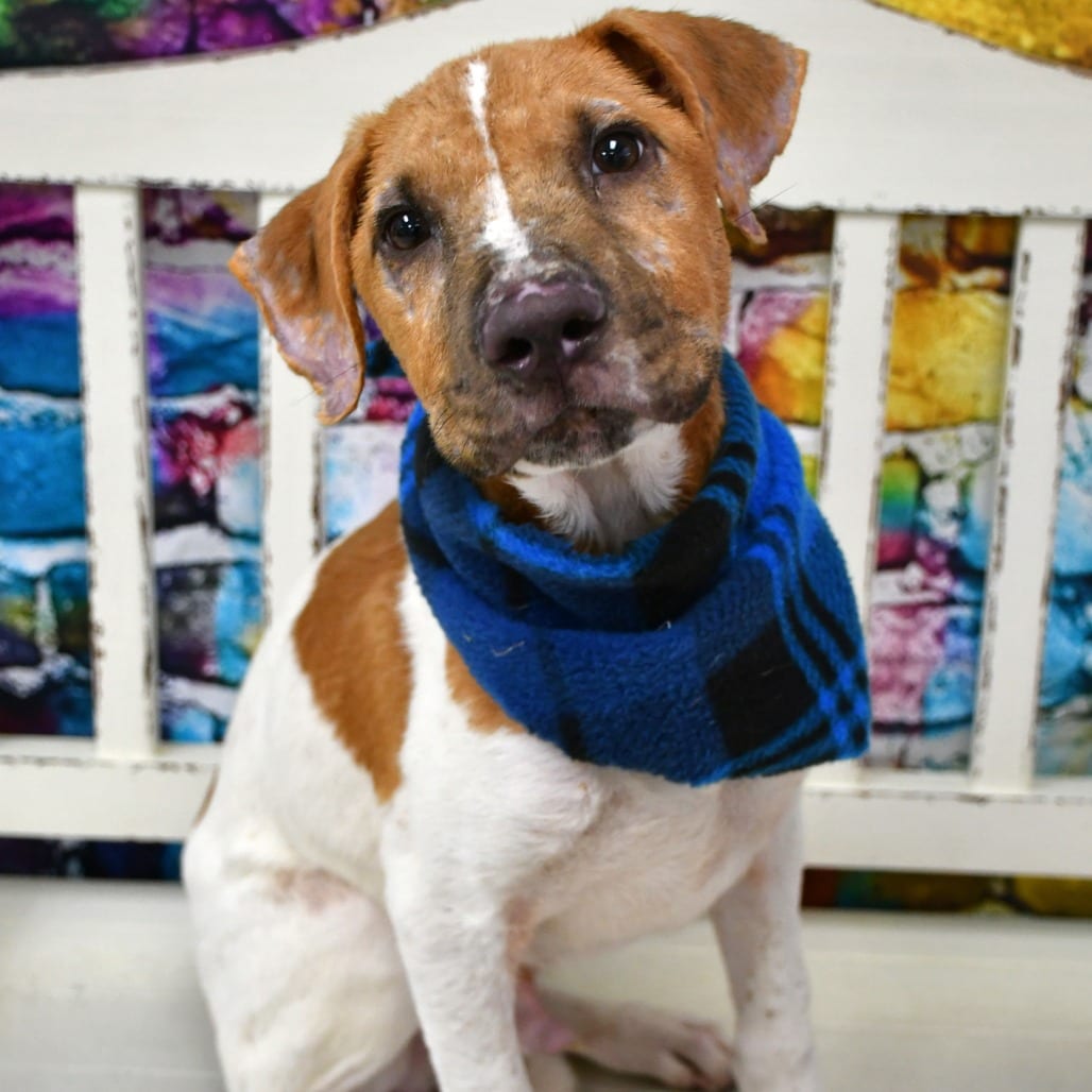 Photo of Preston, adoptable Hound / Mix in Beaumont, Texas