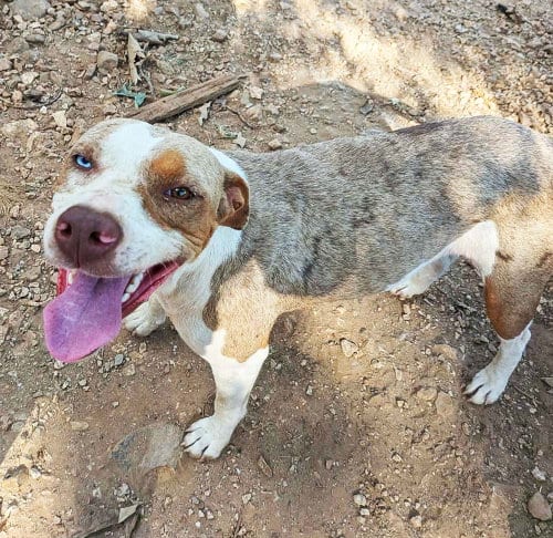 Photo of Molly, adoptable Australian Cattle Dog/Blue Heeler in Harrison, Arkansas