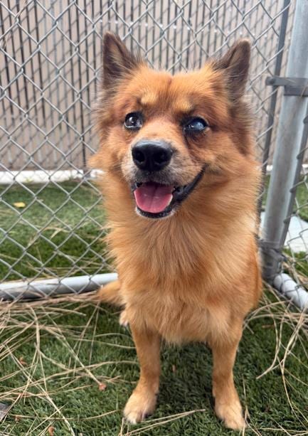 Photo of Dante, adoptable Pomeranian in Downey, California