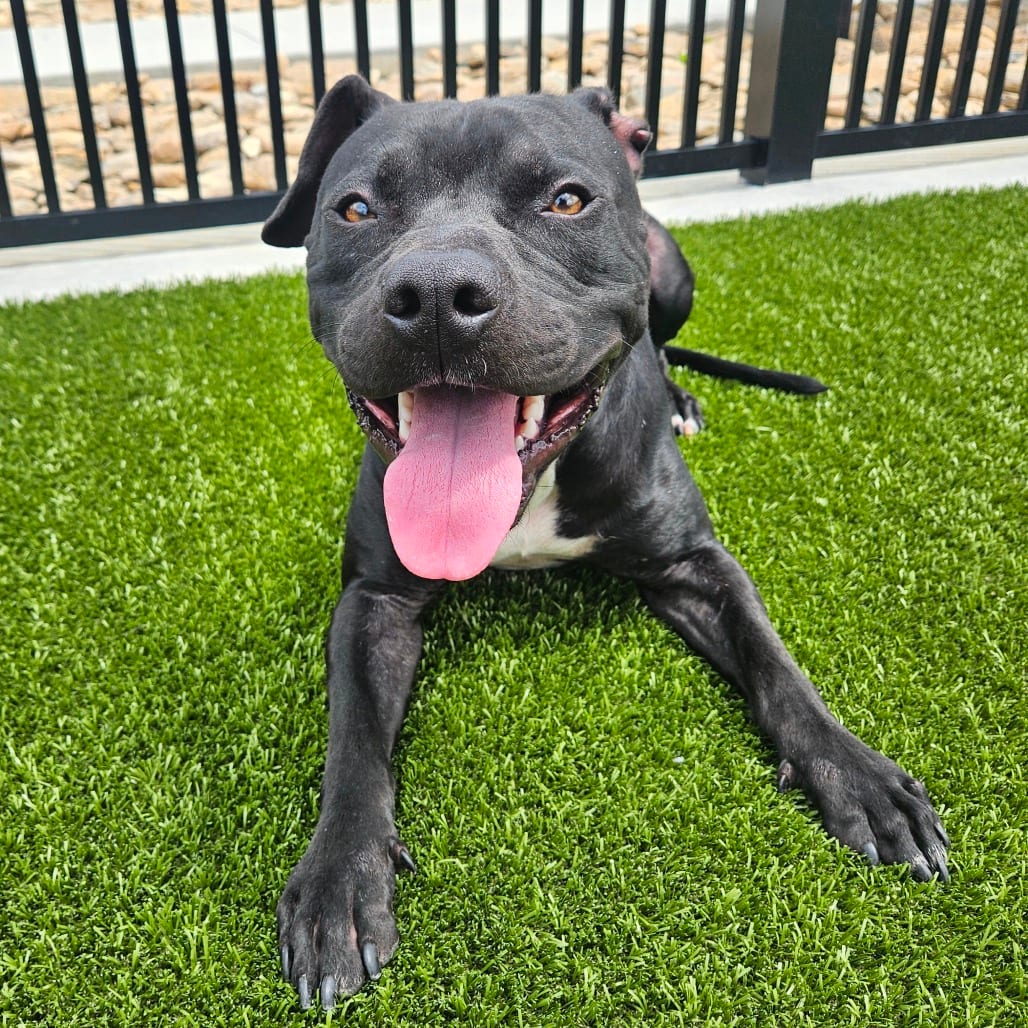 Photo of Romeo, adoptable Terrier, Pit Bull in Spartanburg, South Carolina