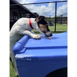 Photo of Daisy, adoptable Rat Terrier in Baton Rouge, Louisiana