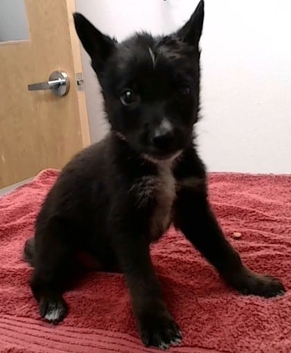 Photo of Frankie, adoptable dog in Farmington, New Mexico