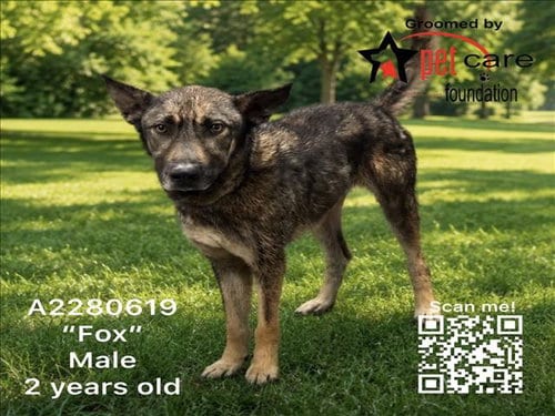 Photo of Fox, adoptable German Shepherd Dog in Los Angeles, California