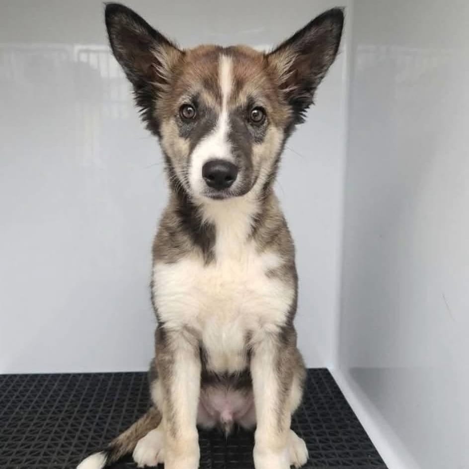 Photo of Bark Mahomes (p), adoptable Mixed Breed (Medium) in Whitestone, New York