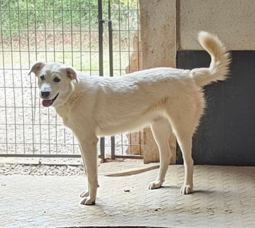 Photo of Darcy, adoptable Great Pyrenees in Croydon, New Hampshire