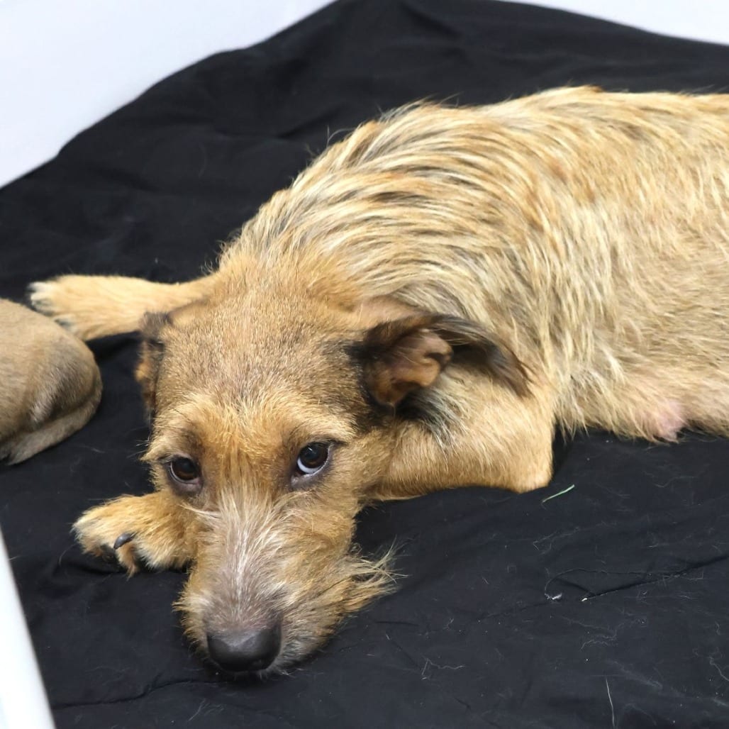 Photo of Jovee, adoptable Mixed Breed (Large) in St. Cloud, Minnesota