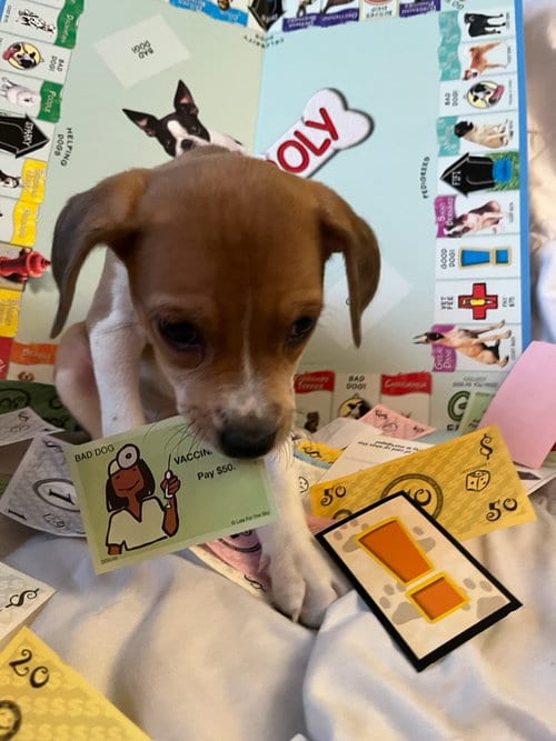 Photo of Yahtze, adoptable Terrier in Hillside, Illinois