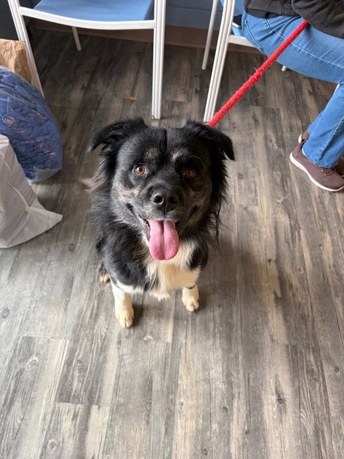 Photo of Dell, adoptable Terrier in Liverpool, New York