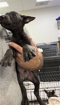 Photo of Abigail, adoptable Belgian Shepherd Malinois in Miami, Florida
