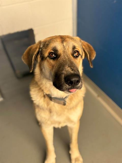 Photo of A256589, adoptable German Shepherd Dog in Visalia, California