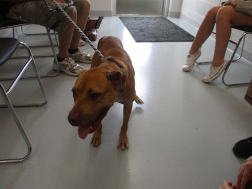 Photo of Trixie, adoptable American Staffordshire Terrier in Ocala, Florida