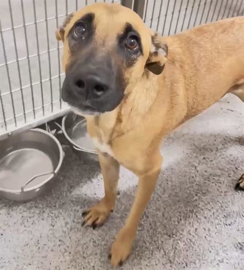 Photo of Stormy, adoptable Belgian Shepherd Malinois in Houston, Texas