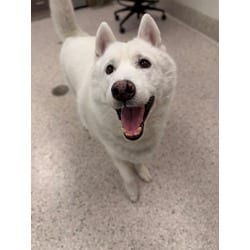 Photo of Burger, adoptable Husky in Brighton, Colorado