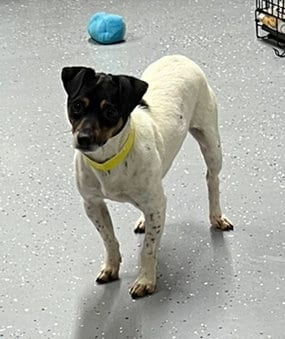 Photo of Autumn (AKA Autumnwood), adoptable Rat Terrier in Columbia, Tennessee