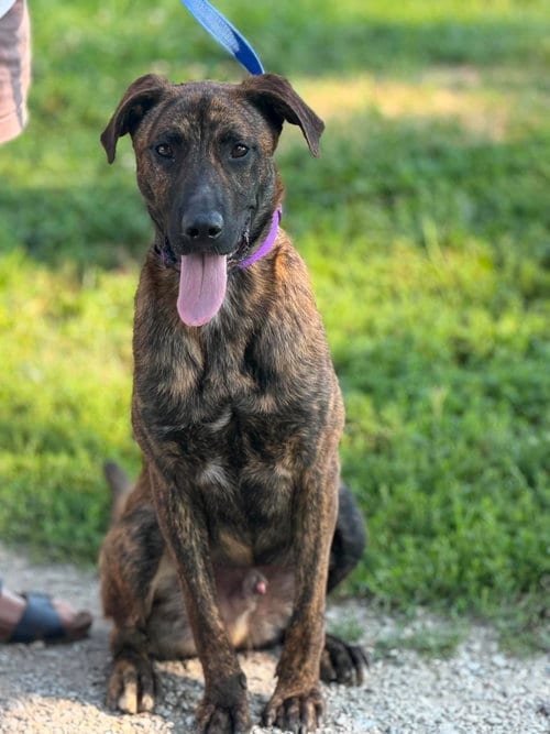 Photo of Waylon Jennings, adoptable Plott Hound in Ashville, Ohio