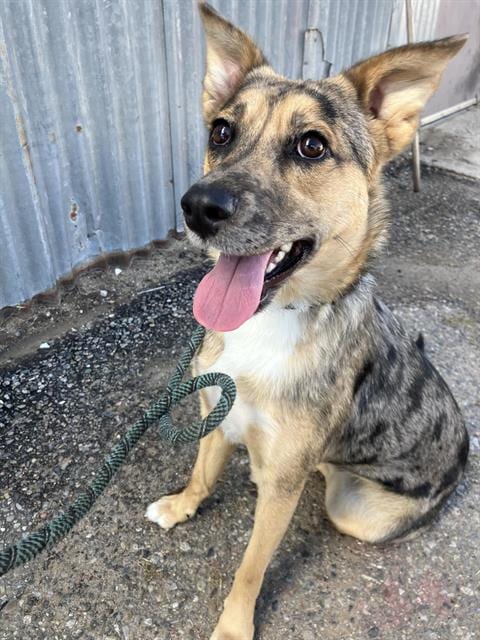 Photo of Tohida, adoptable Australian Shepherd in Albuquerque, New Mexico