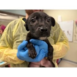 Photo of Nemo, adoptable Mixed Breed (Medium) in Maumee, Ohio