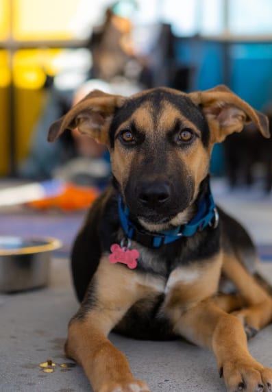 Photo of Chester, adoptable German Shepherd Dog in San Diego, California