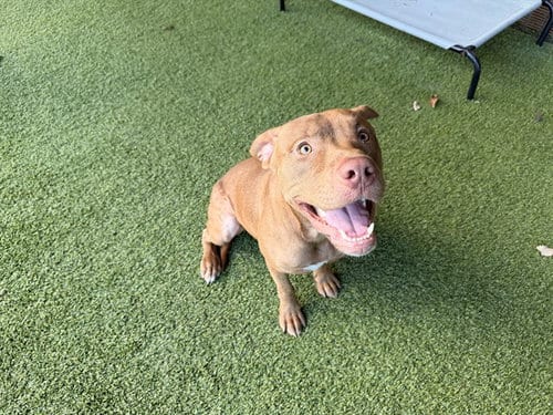 Photo of Bear, adoptable Pit Bull Terrier in Garland, Texas