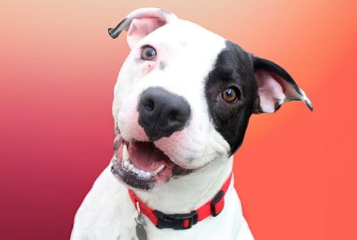 Photo of Spot, adoptable Boxer in Ft Lauderdale, Florida