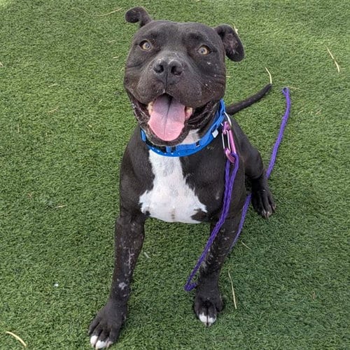 Photo of Mr. Jack, adoptable Pit Bull Terrier in Las Vegas, Nevada