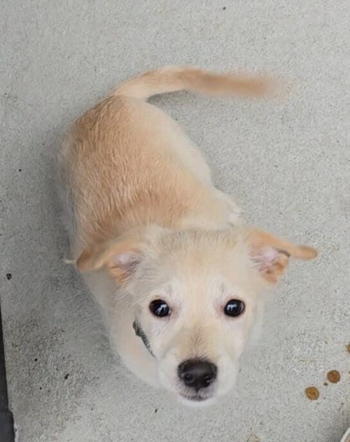 Photo of Biscuit, adoptable Cairn Terrier in Pacifica, California