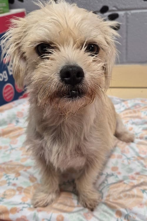 Photo of Missy, adoptable Terrier in Amarillo, Texas