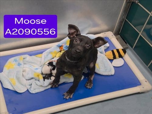 Photo of Moose, adoptable German Shepherd Dog in Houston, Texas