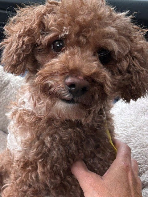 Photo of Bucky, adoptable Poodle (Miniature) in Fort Wayne, Indiana