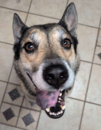 Photo of Rufus, adoptable German Shepherd/Mix