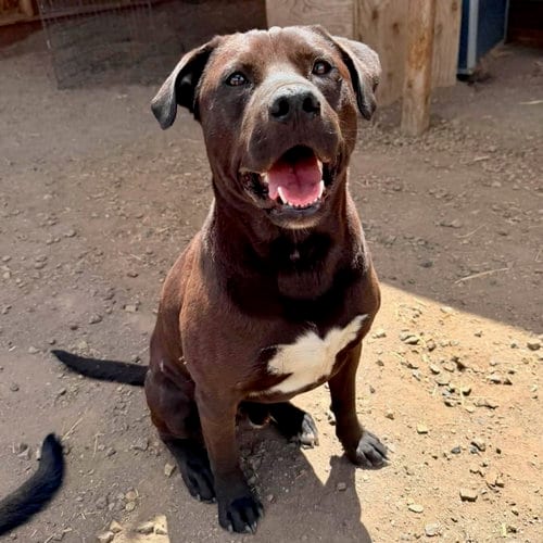 Photo of Diego, adoptable Labrador Retriever in Yreka, California