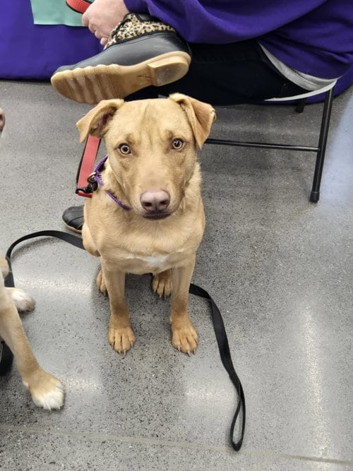 Photo of Gummi Bear, adoptable Labrador Retriever in Robbinsdale, Minnesota