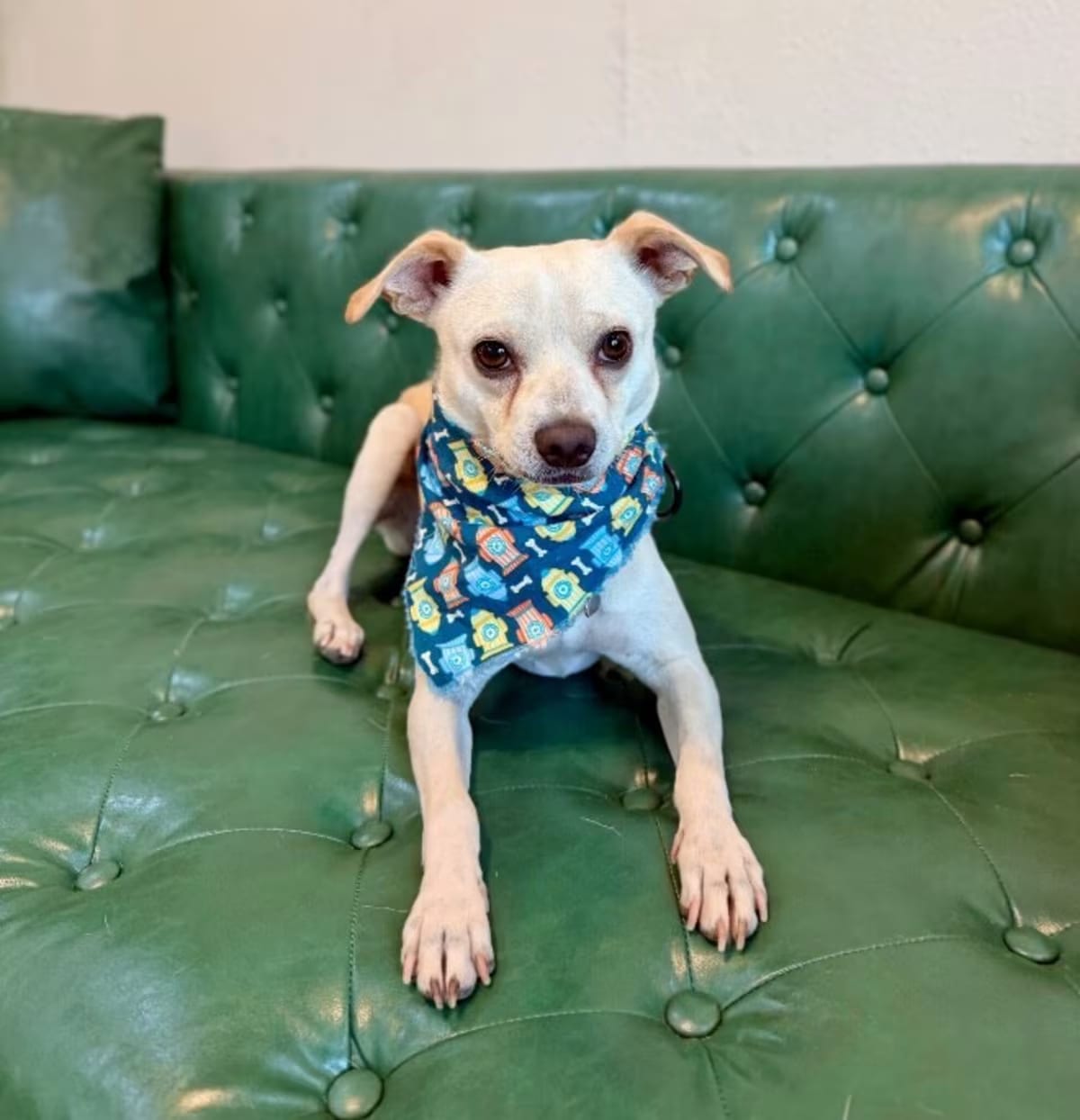 Photo of Leto Bean Little Goofy Lover, adoptable Chihuahua in Hartford, Connecticut
