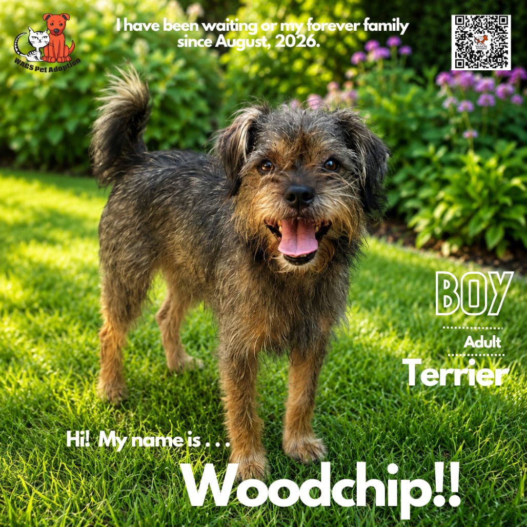 Photo of Woodchip, adoptable Terrier in Westminster, California