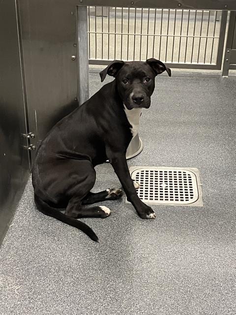 Photo of Loki, adoptable Mixed Breed