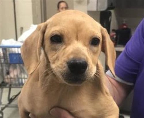 Photo of Lilo, adoptable Labrador Retriever in Conroe, Texas