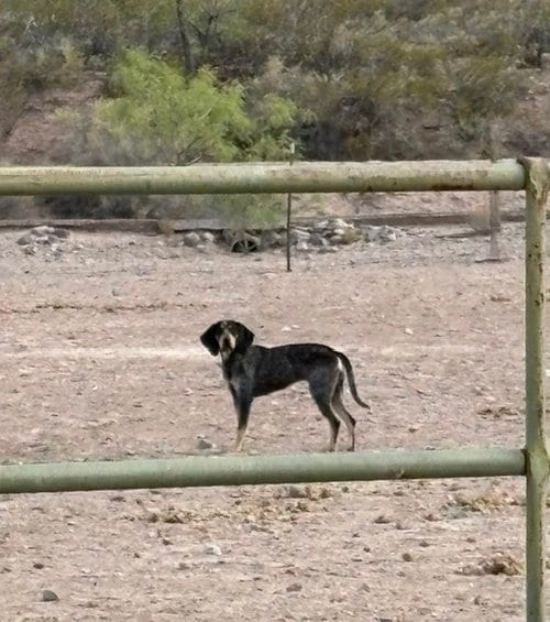 Photo of Lucy, adoptable Bluetick Coonhound in Williamsburg, New Mexico