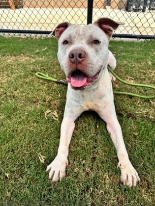 Photo of Kang, adoptable dog in Atlanta, Georgia