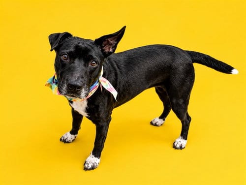Photo of Maggie, adoptable Labrador Retriever in Miami, Florida