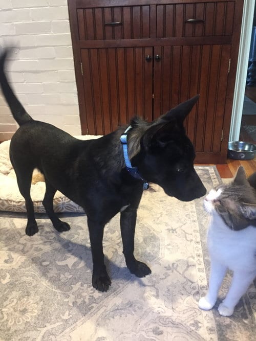 Photo of Bart, adoptable Shepherd in Tarrytown, Georgia