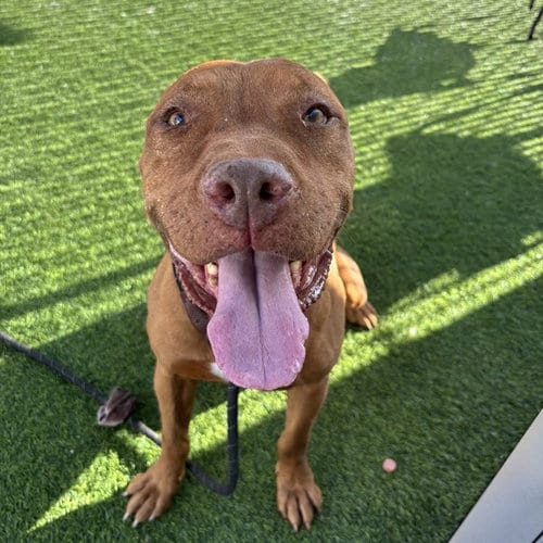 Photo of Smiley, adoptable American Pit Bull Terrier in Phoenix, Arizona