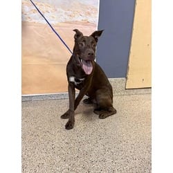 Photo of Gucci, adoptable Terrier (Unknown Type, Medium) in Doral, Florida