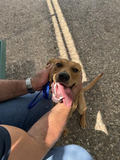 Photo of Scooby, adoptable Labrador Retriever in Houston, Texas