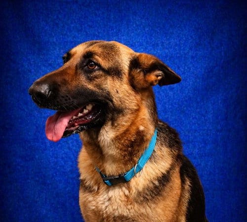 Photo of Regina George, adoptable German Shepherd Dog in Pearland, Texas