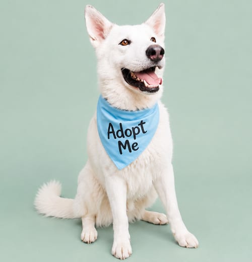 Photo of Griffin, adoptable Siberian Husky in Inglewood, California